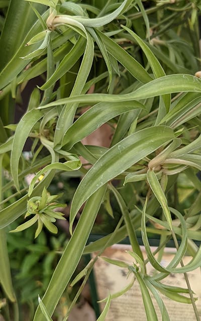 Chlorophytum Comosum - All Green Variety (Spider Plant)