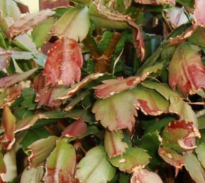 Christmas Catus showing damage caused by too much sun, and holes from slugs / snails