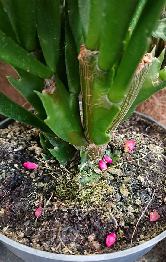 Christmas Cactus Buds falling off too early
