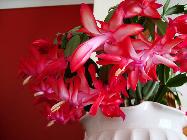 Christmas Cactus in full flower during December