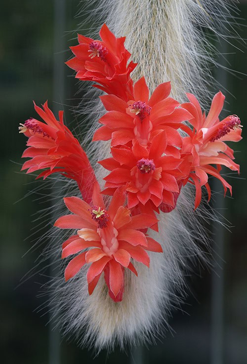 Cleistocactus colademononis in full bloom with six red-orange flowers on show Cleistocactus colademononis in full bloom with six red-orange flowers on show