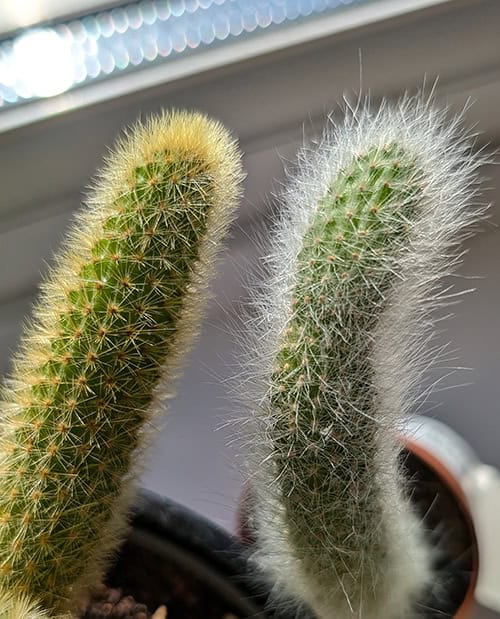 cowboy kaktus giftig Cowboy Cactus - Euphorbia Ingens | London