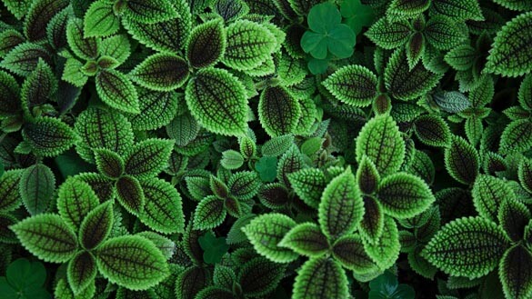 The leaf coloring and markings are so vivid. Almost psychedelic if you stare at them for too long! Photo by Ren Ran