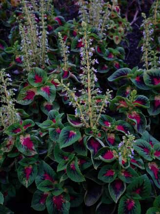 The Coleus flowers look like those found on the stinging nettle