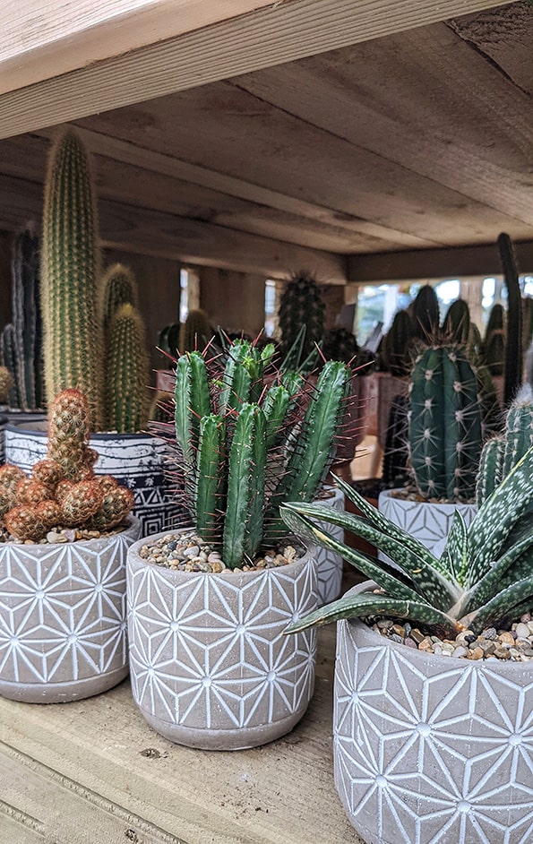 Many succulent and cacti plants growing in decorative planters
