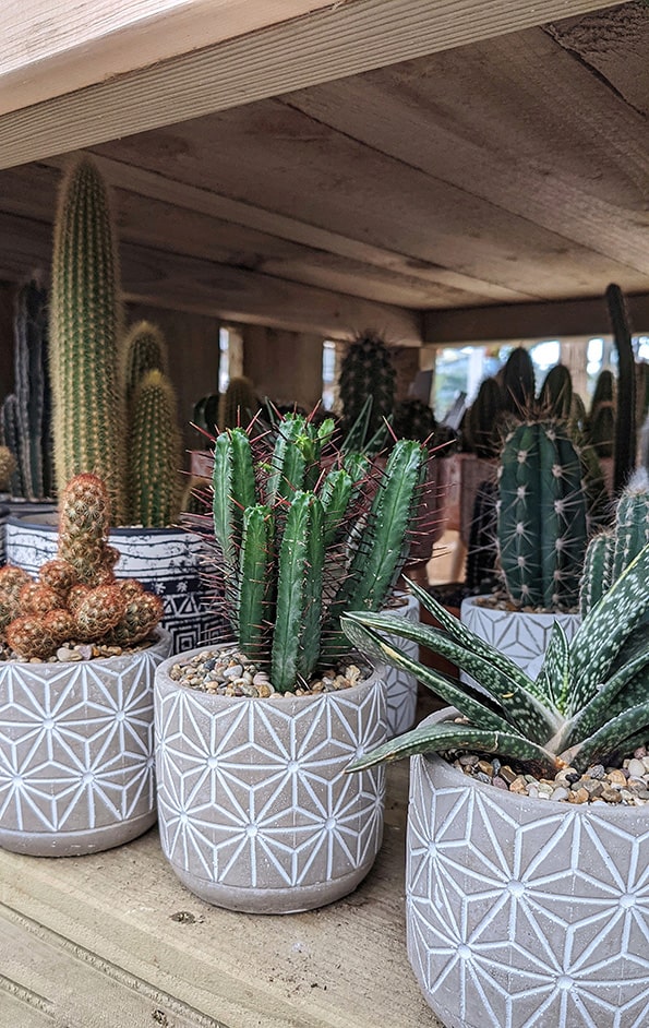 Collection of cacti and succulents for sale in nice pots but they don't have drainage holes and the surface is hidden by decorative stones