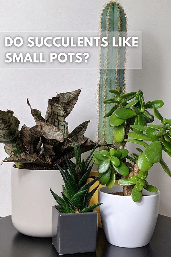 Four succulent plants in small pots