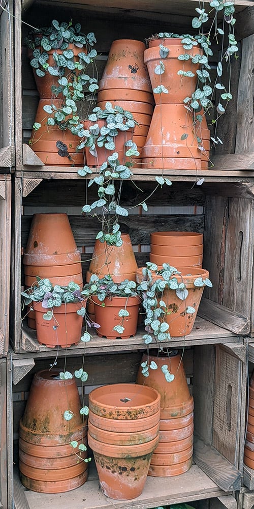 String of Hearts growing on shelves