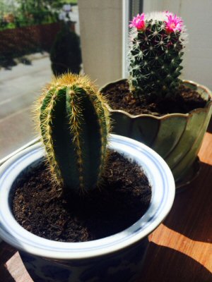 Two columnar shaped cactus plants