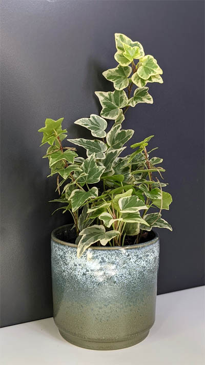A small Ivy houseplant