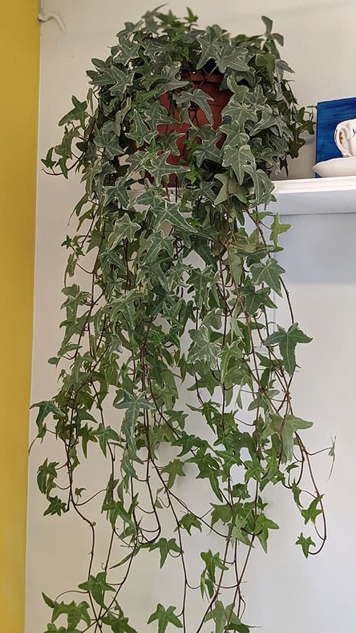 Mature Ivy cascading down from a shelf