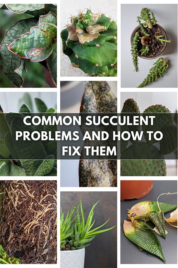 Common succulent problems shown in a photo picture grid