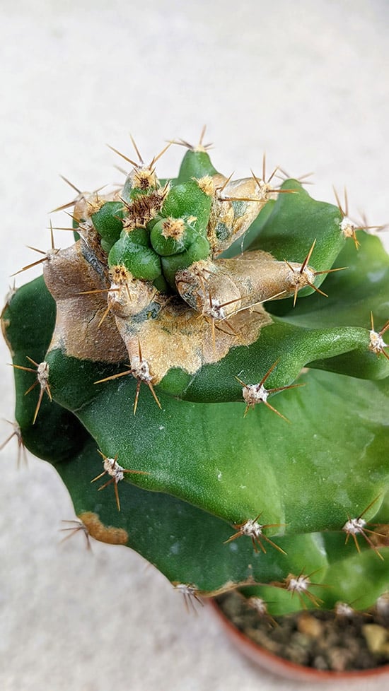 Cereus forbesii Spiralis with corking