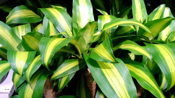 A Modern cultivar of the Corn Plant - victoria or victoriae