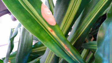 Problem Corn Plant with brown spots and bleached leaves caused by underwatering and too much sunlight