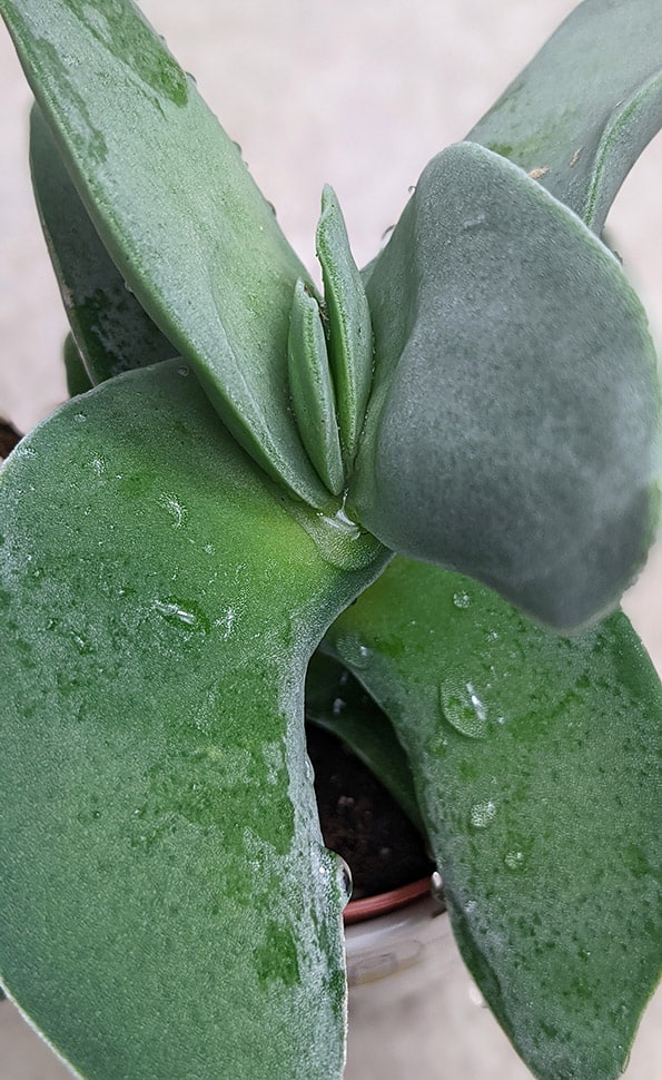 A propeller plant with water droplets resting on the leaf surface