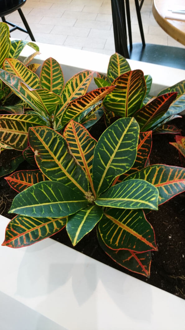 Croton Plants make excellent houseplants but they can be fussy. Read our care guide to learn what you should be doing