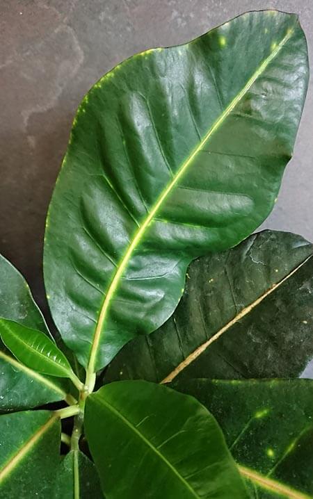 A Croton plant with poor leaf color and no markings