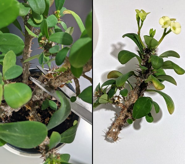 Propagating a Crown of Thorns plant by stem cuttings