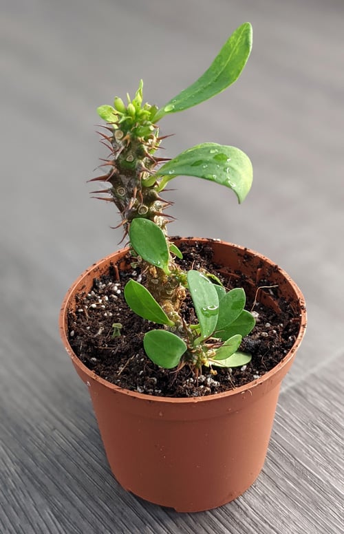 No pain involved in growing Crown of Thorns plant 