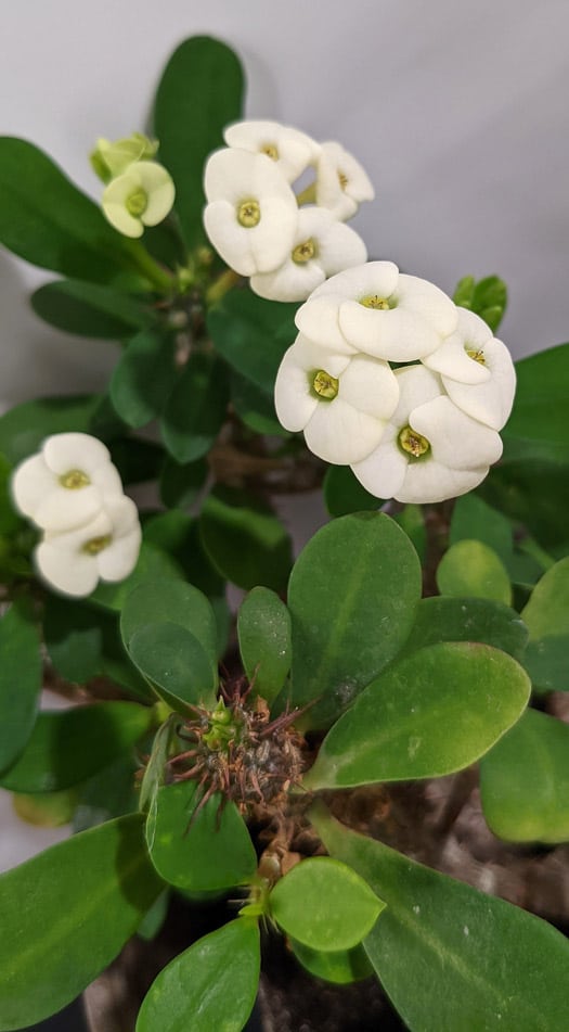 White flowering Crown of Thorns plant