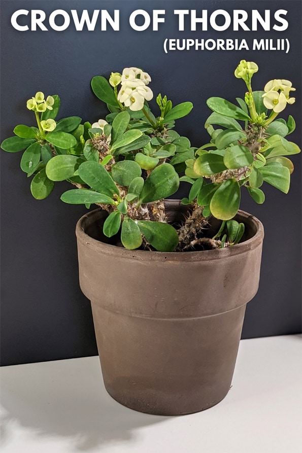 The Crown of thorns (Euphorbia milii) growing as a houseplant in a light brown clay pot