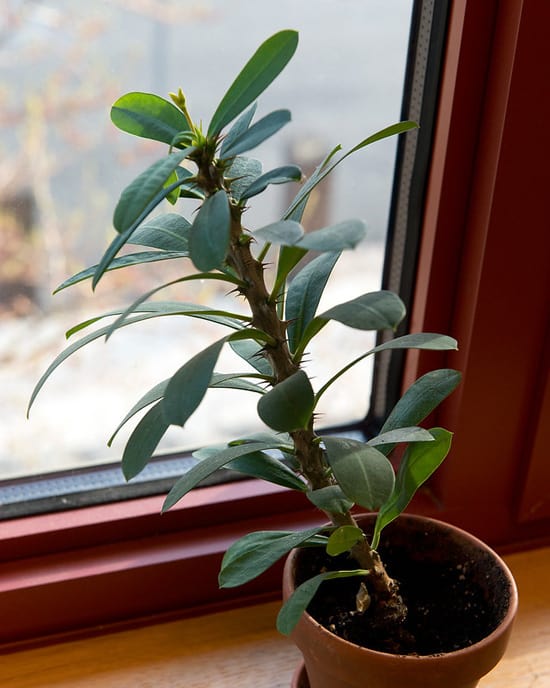 Plant growing on a window sill  in partial shade