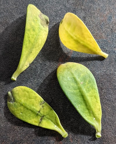 Four small yellow leaves caused by leaf drop