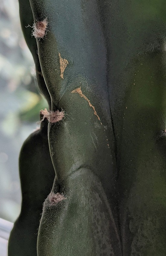 Corking on a Cuddly Cactus houseplant