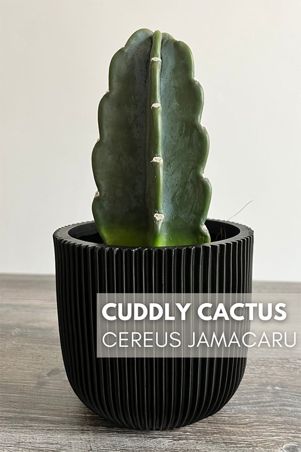 a small Cuddly Cactus in a black planter