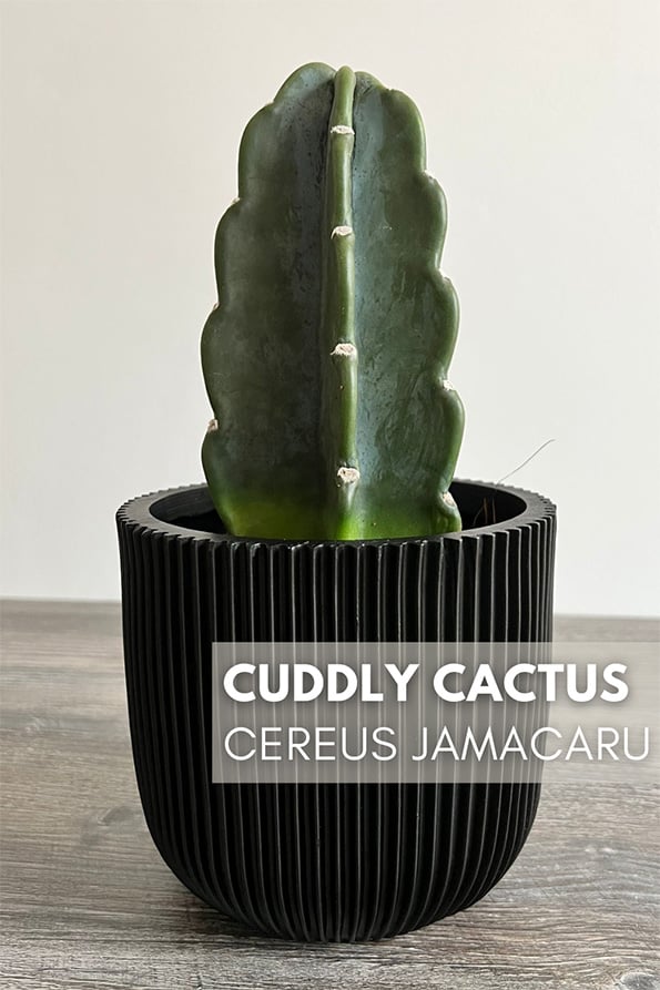 a small Cuddly Cactus in a black planter