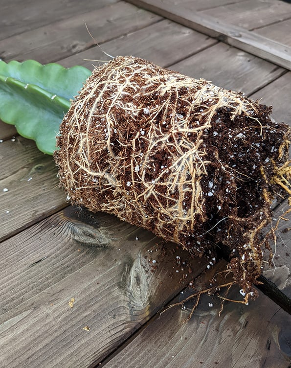 Repotting a Cereus Jamacaru, unpotted and roots can be seen