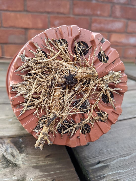 Roots of a Cuddly Cactus growing through the bottom of a pot, restricting growth