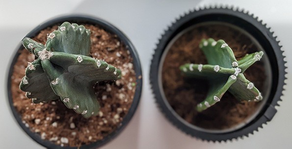 A properly watered Cereus jamacaru plant next to one that has been underwatered