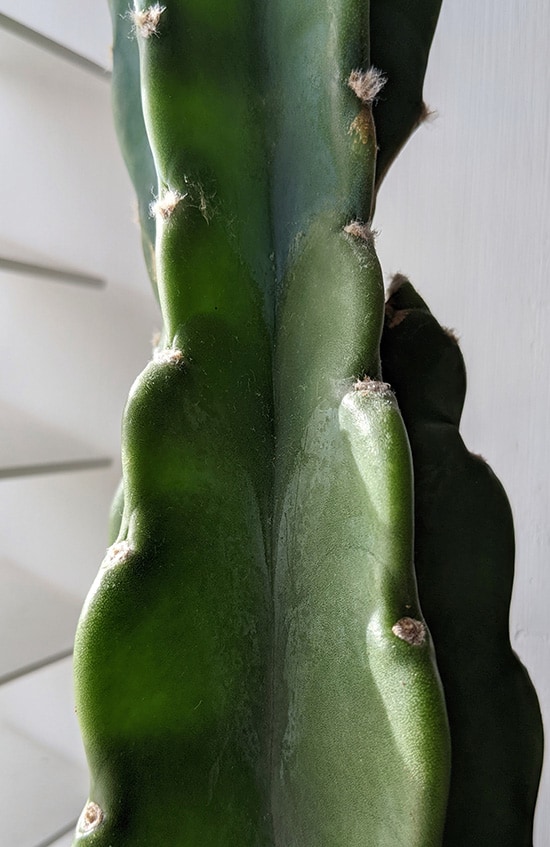 Lines and marks on the stem of this cuddly cactus plant