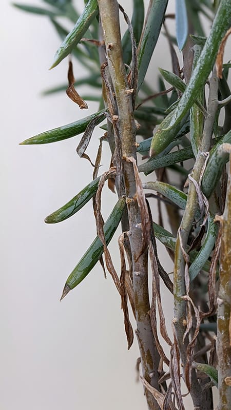 Dead leaves on a curio ficoides plant