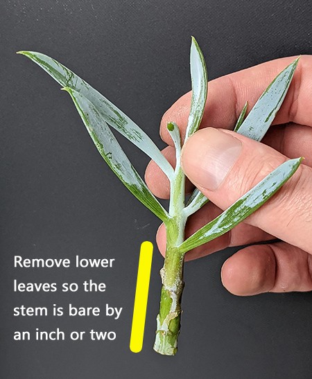 Tom Knight holding a stem cutting with the lower leaves trimmed off