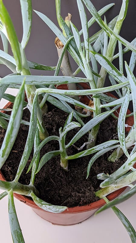 Several stem cuttings all in one planter