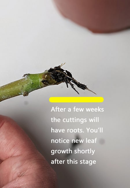 A stem cutting removed from soil to show the roots that are forming
