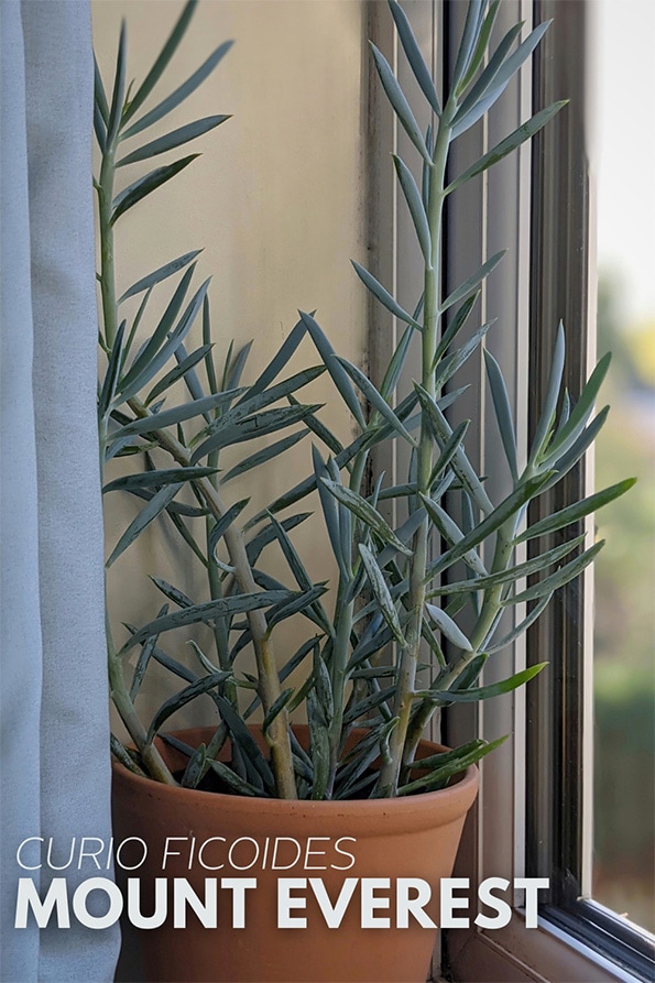 curio ficoides mount everest is an easy care houseplant, here is one growing next to a bright window by a open curtains