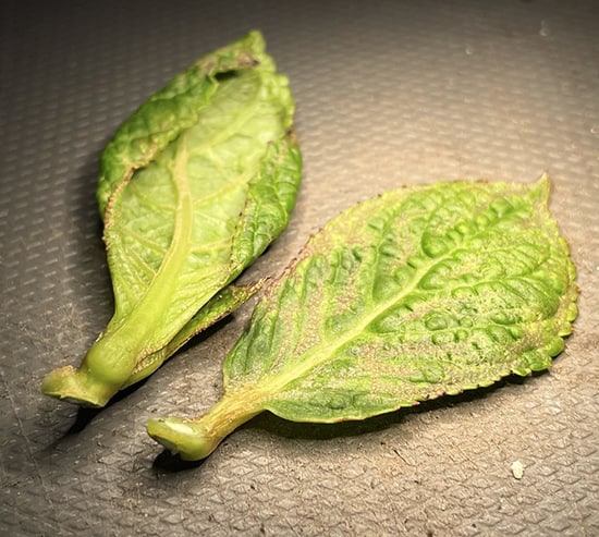 curling and distorted leaves on a Hydrangea macrophylla plant