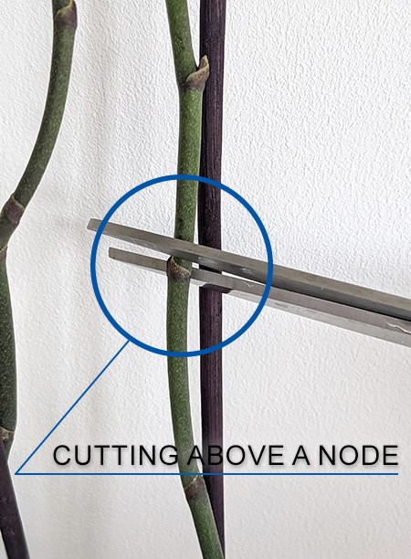 Cutting just above a node on an old flowering stem
