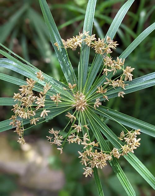 cyperus plant showing the small brown flowers containing the grass like pollen