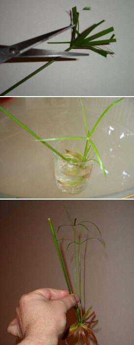 Umbrella Grass Propagation with stem cuttings