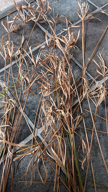 Lots of removed Brown stems from a cyperus houseplant