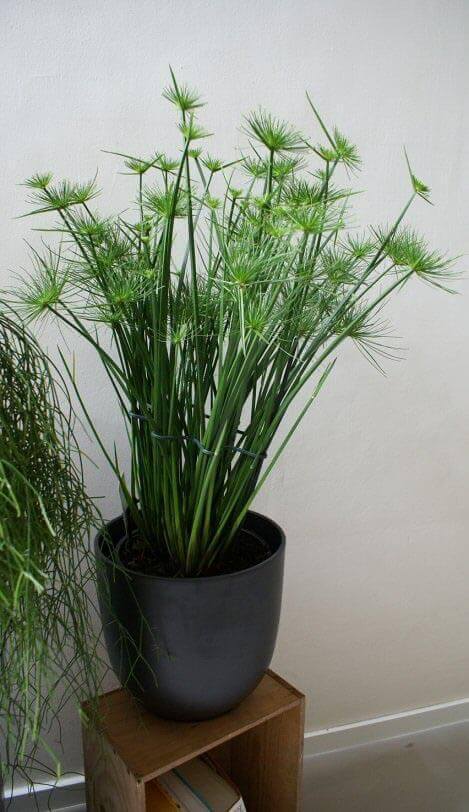 Mature Cyperus haspan being grown as an attractive houseplant by Robin Berthier