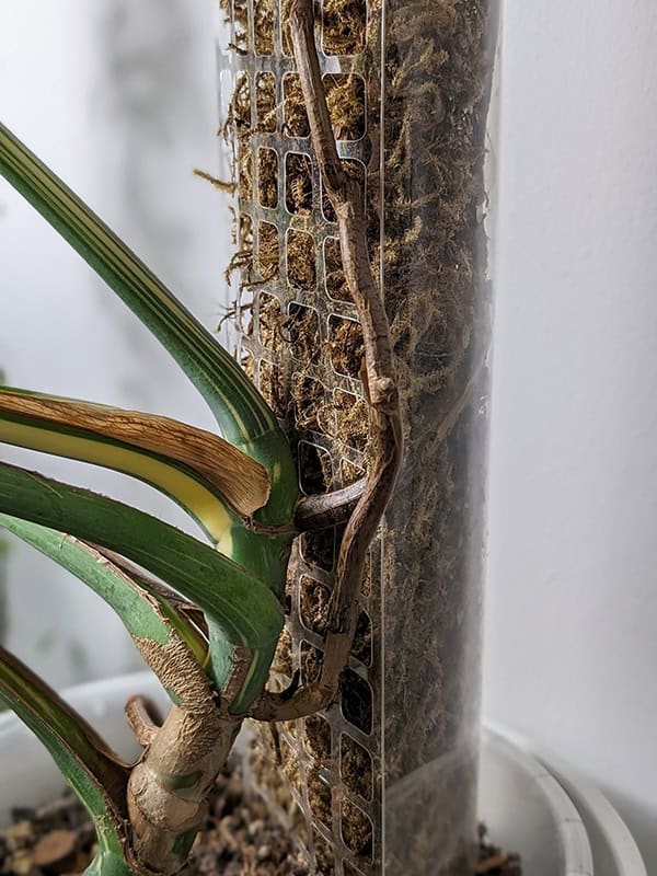 Thai Con Monstera using a d shapped plant moss pole