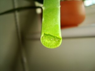 Damaged Aloe Vera leaves showing the Aloe Vera Gel