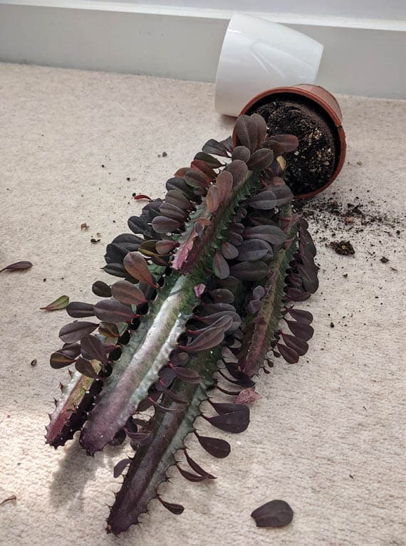 A Euphorbia Trigona that has fallen over