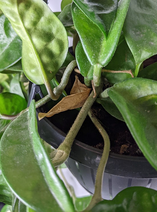 Brown leaf on a Hoya plant surrounded by green healthy growth